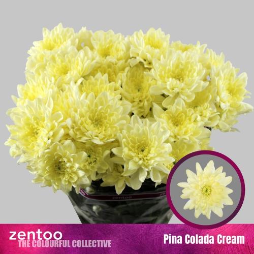 Chrysanthemum (Indicum Grp) tros Pina Colada Cream