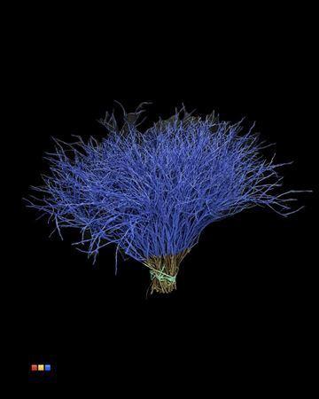 Vaccinium kleurbehandeld H%