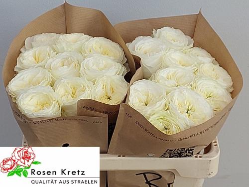 Rosa grootbloemig Lotti+