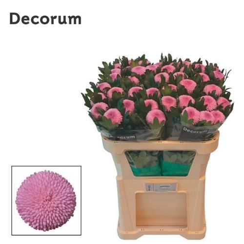 Chrysanthemum Indicum Grp geplozen Momoko