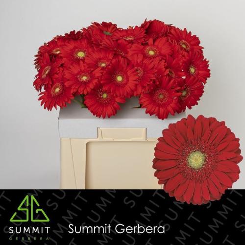 Gerbera grootbloemig 'Carambole'