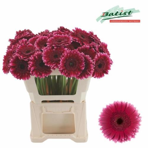 Gerbera mini 'Sandero'