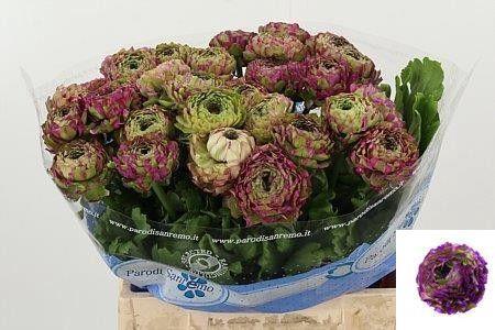 Ranunculus asiaticus 'Pon-Pon Malva'