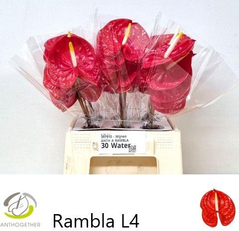 Anthurium (Andreanum Grp) Rambla