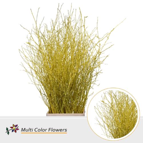 Betula kleurbehandeld H%