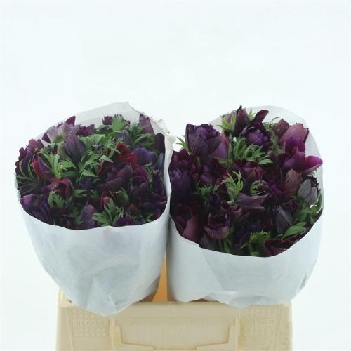 Anemone coronaria 'Mistral Bordeaux'