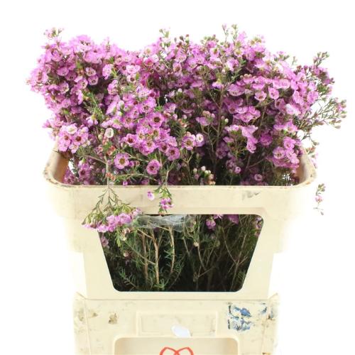 Chamelaucium 'Adi'