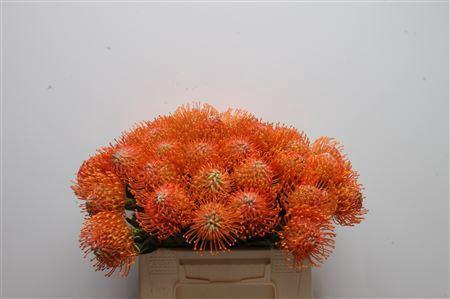 Leucospermum Ayoba Orange