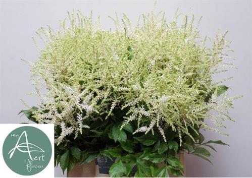Astilbe Japonica Grp 'Whasingthon'