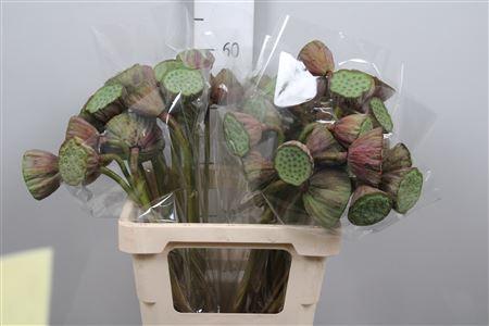 Nelumbo nucifera