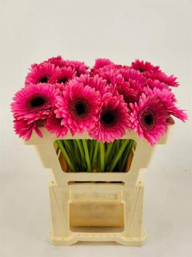 Gerbera mini 'Arabel'