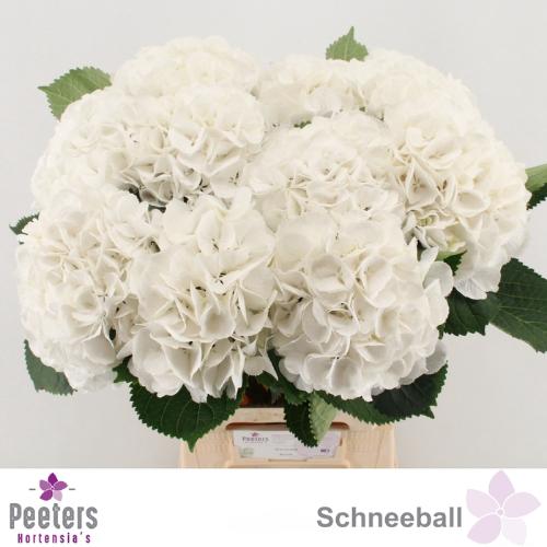 Hydrangea macrophylla 'Schneeball'