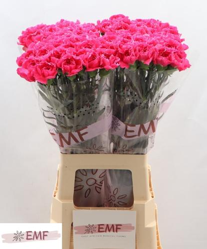 Dianthus standaard Cherry Damascus+