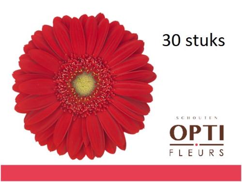 Gerbera grootbloemig 'Carambole'