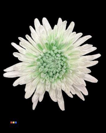 Chrysanthemum geplozen kas kleurbehandeld H%