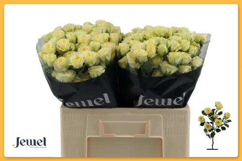 Rosa tros Wedding Invite