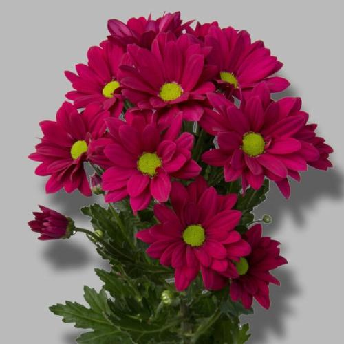 Chrysanthemum (Indicum Grp) tros Purple Star