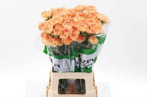 Dianthus standaard Tamarind