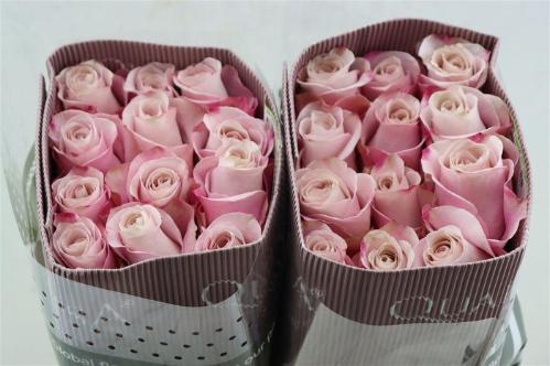 Rosa grootbloemig Secret Garden!