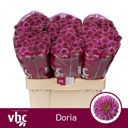 Chrysanthemum Indicum Grp tros santini Doria
