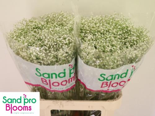 Gypsophila paniculata Zinzi Discovery