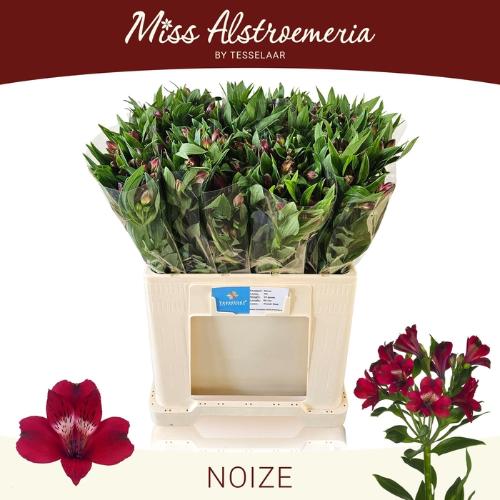 Alstroemeria Noize