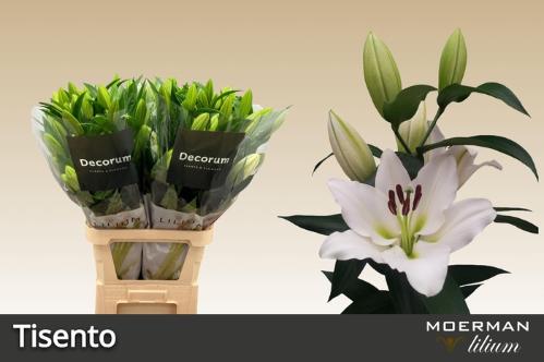 Lilium Oriental x Trumpet Grp 'Tisento'