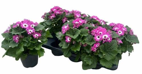 Pericallis (Cruentus Grp) Mandala gemengd