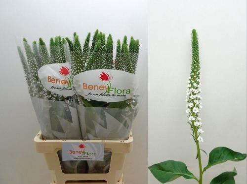 Lysimachia Moonlight