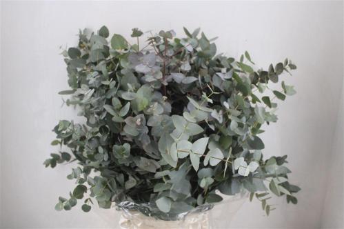 Eucalyptus per bos cinerea