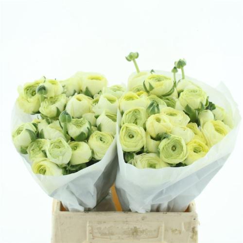 Ranunculus asiaticus Succes Commedia