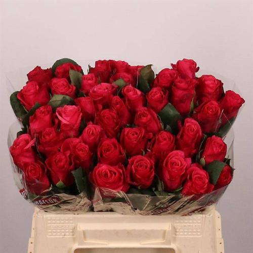 Rosa grootbloemig Tacazzi+