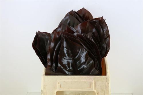 Decoratiegroen groot blad