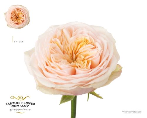 Rosa grootbloemig Shiver!