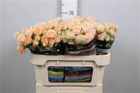 Rosa tros Holly