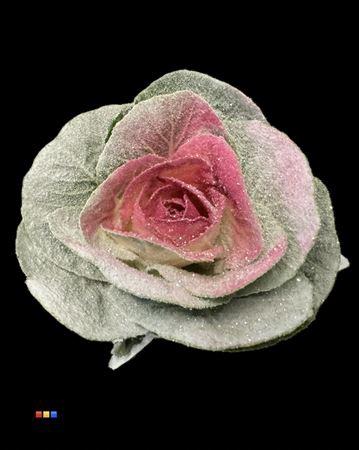 Brassica oleracea kleurbehandeld H%