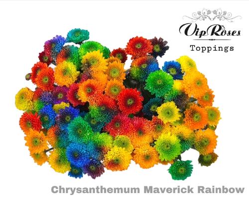 Chrysanthemum Indicum Grp tros santini kleurbehandeld H%