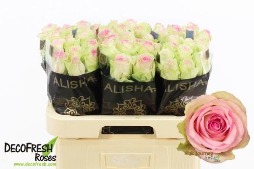 Rosa grootbloemig Pink Journey