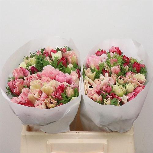 Anemone coronaria 'Mistral Plus Tigre'