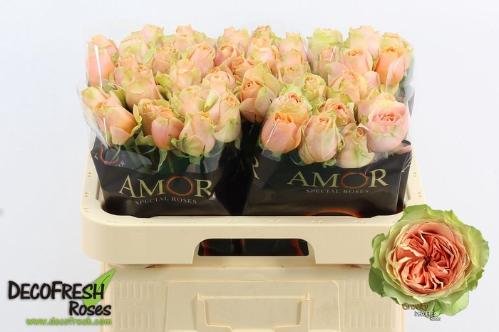 Rosa grootbloemig G-Force