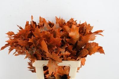 Quercus rubra kleurbehandeld H%