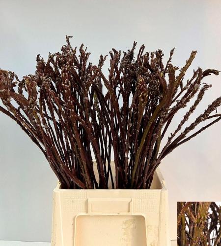 Salix udensis 'Sekka'