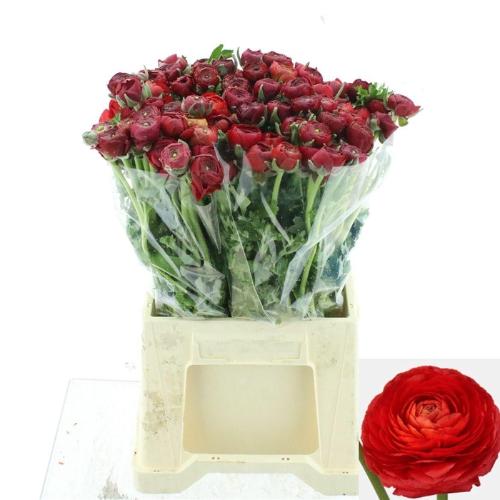 Ranunculus asiaticus 'Elegance Red'