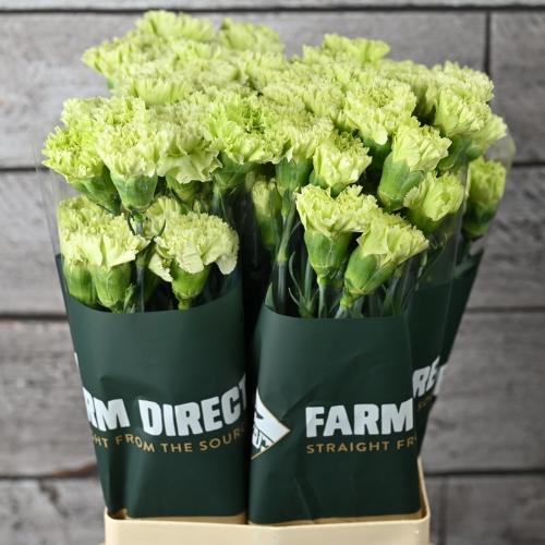 Dianthus standaard Goblin