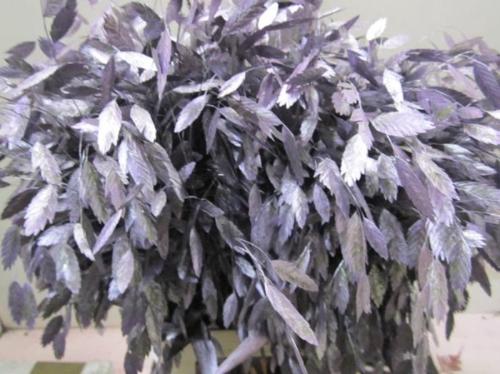 Siergras kleurbehandeld H%