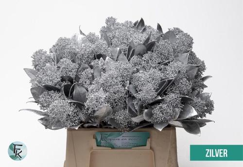 Skimmia per bos overig kleurbehandeld H%