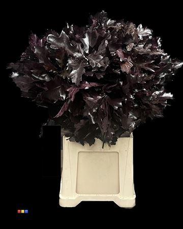 quercus overig kleurbehandeld H%