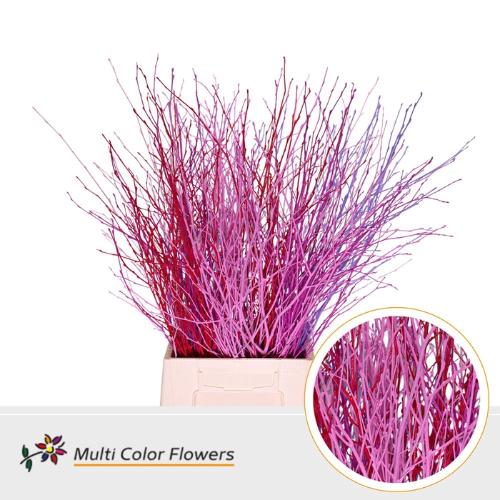Betula kleurbehandeld H%