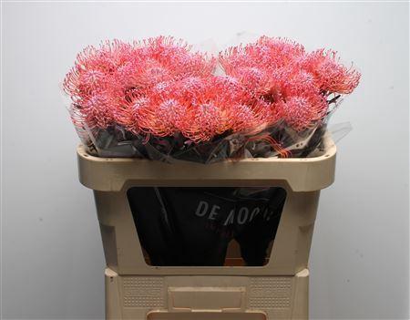 Leucospermum 'Naomi' kleurbehandeld H%