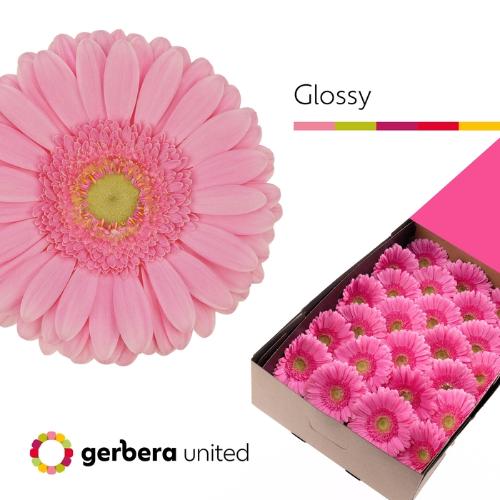 Gerbera grootbloemig Glossy